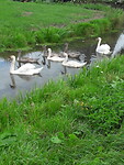 De familie Zwaan.