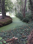 Nederland is groen, het water ook.