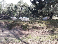 Schaapjes in de vrije natuur.