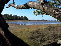 Dwingelerveld, super mooi.