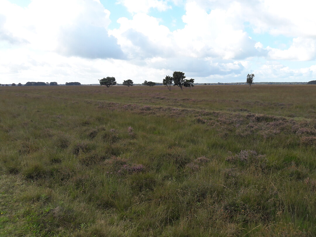 Dwingelerveld.