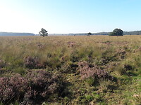 De Veluwe