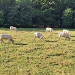 Witte koeien