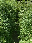 Veel vergroeiing over de trail