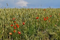 DSC_0064 (1)
