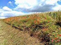 IMG_20200702_130151 (1)