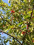 IMG_20200703_091337