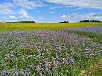 IMG_20200706_170802 (1)