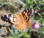 IMG_20200707_194104