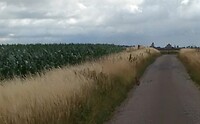 IMG_20200710_094333 (1)