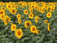 IMG_20200714_133408