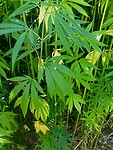 IMG_20200722_123642