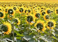 IMG_20200724_125111