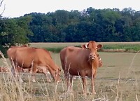 IMG_20200725_075839