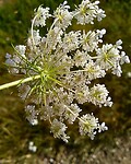 IMG_20200730_094938 (1)