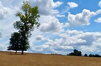 IMG_20200803_150244
