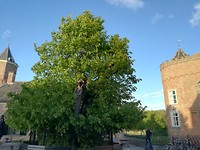 Monumentale linde Stayoke Domburg 11 mei 2019