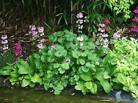 Sleutelbloem in de bot.tuin Abdij de Valloires