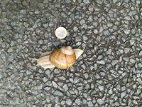 Wijgaardslak op de weg