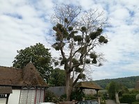 Misletoe in Robinia, bij Martin Eglise