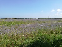 Bloeiende Phacelia velden