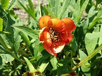 Hortensia Miromesnil Tourville sur Arques