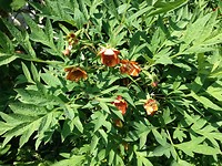 Hortensia tuin Miromesnil Tourville sur Arques