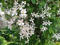 Clematis Miromesnil Tourville sur Arques
