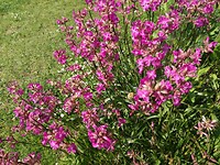 Bloemen Miromesnil Tourville sur Arques