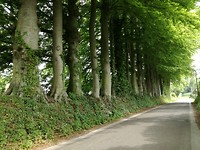 Beukenwal Colmneshil