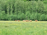 Bruine vlees koeien