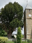 Oude taxus bij kerk Le Bouillon