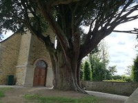 Stamomvang oude taxus bij kerk Le Bouillon