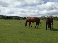 Paarden in een wei