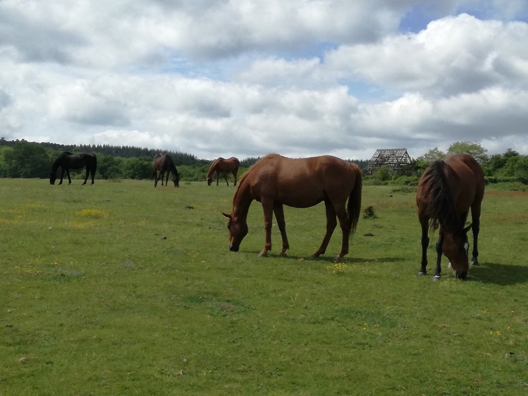 Paarden in een wei