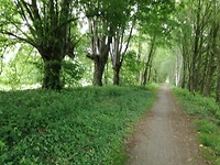 Langs fe voie verte Barenton