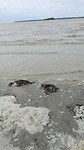 Opkomend tij Mont St Michel
