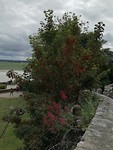 Gewone esdoorn met zaadvorming Mont St Michel