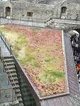 Sedum dak Mont St Michel