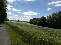 Velden vol tarwe zo ver als je kunt zien