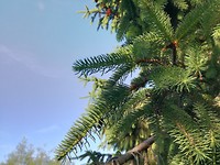 Vijgen boom bij maison du Triskel