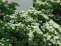 Cornus kousa in 2 kleuren Hotel de Ville Chateau Gontier