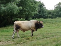 Mooie stier onderweg