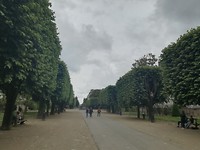 Parkje met in vorm gesnoeide zilverlinde