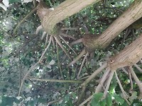 Binnenzijde vormsnoeid linden