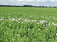 Papaver velden ten zuiden v d Loire