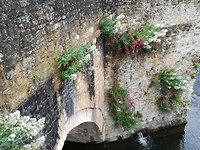 Begroeiing brug in Thouars