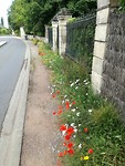 Bloemen langs de weg Magne