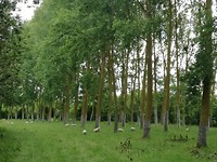 Moerasbos bij Arcais