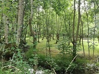 Moerasbos bij Arcais